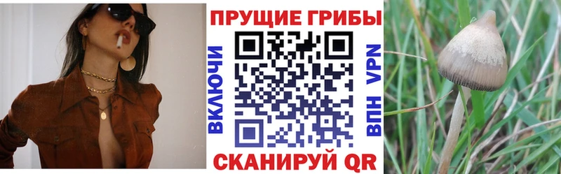 кракен зеркало  Абдулино  Псилоцибиновые грибы GOLDEN TEACHER 
